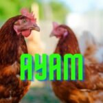 FAKTA MENARIK MENGENAI AYAM