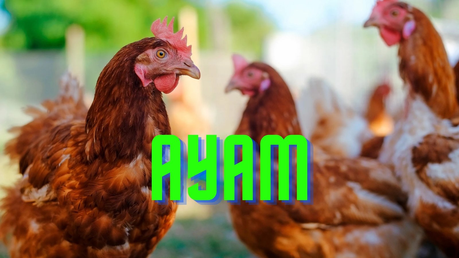 FAKTA MENARIK MENGENAI AYAM